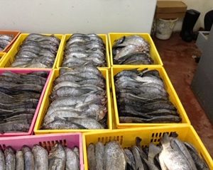 Tilapia fresh fish