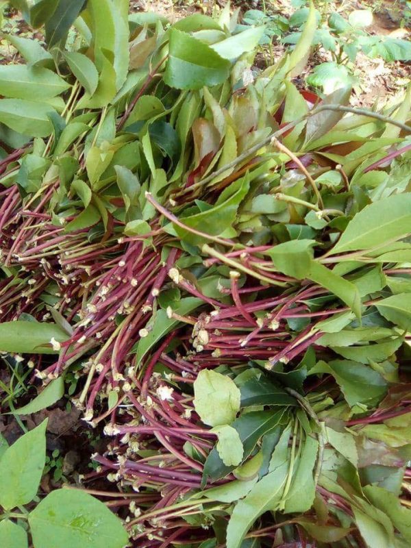 Fresh and dried khart - Image 3