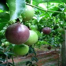 Passion fruits - Image 2