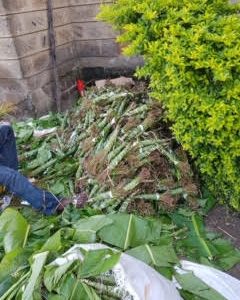 Fresh khat