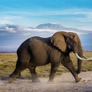 3 Days Amboseli Safari