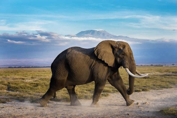 3 Days Amboseli Safari