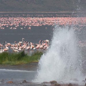 5 Days Maasai Mara & Rift Valley Lakes