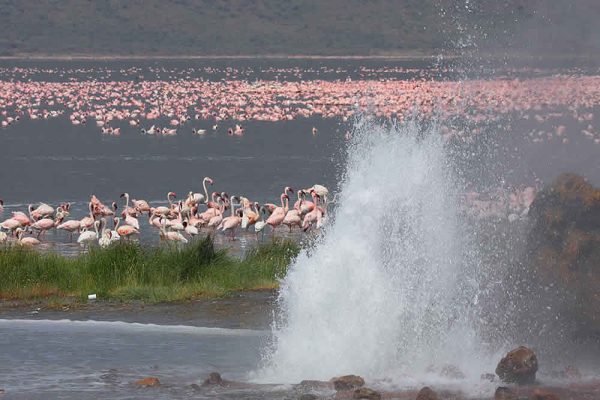 5 Days Maasai Mara & Rift Valley Lakes