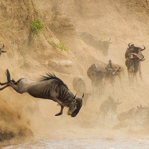 4 Days Maasai Mara Migration Safari