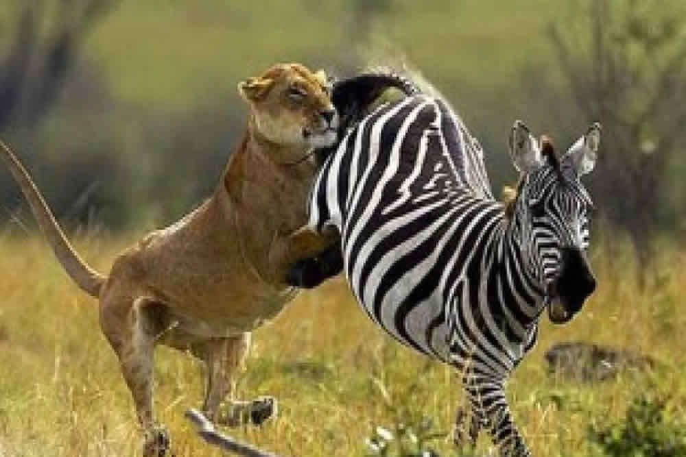 5 Days Samburu,Nakuru & Mara Camping